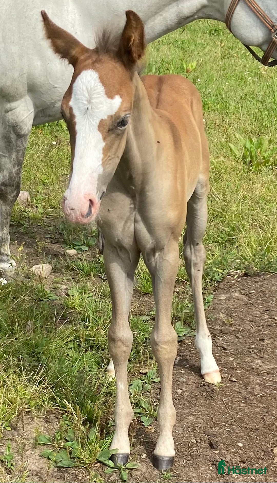 Western hästar till salu: DC Spooks Shining Whiz i Sävsjö - Annons 1