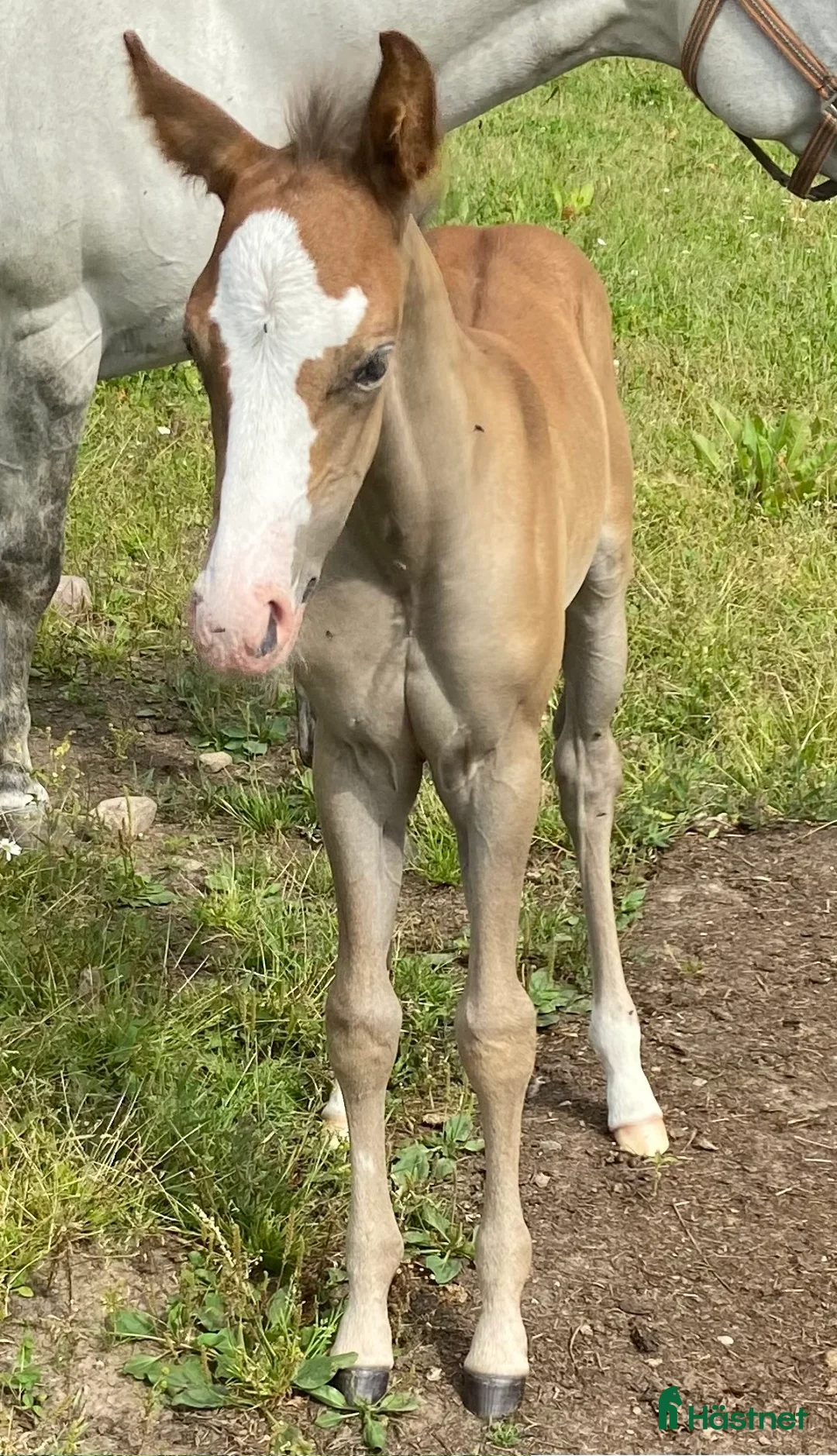 Western hästar till salu: DC Spooks Shining Whiz i Sävsjö - Annons 1