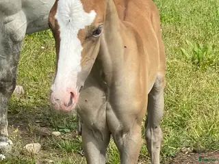 hästar DC Spooks Shining Whiz i Sävsjö - Annons 11