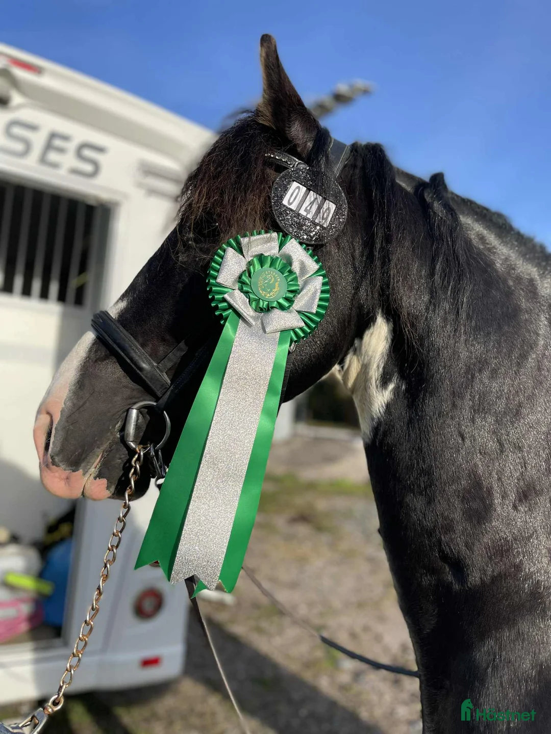 Dressyr hästar till salu: Godkänd hingst - Annons 5