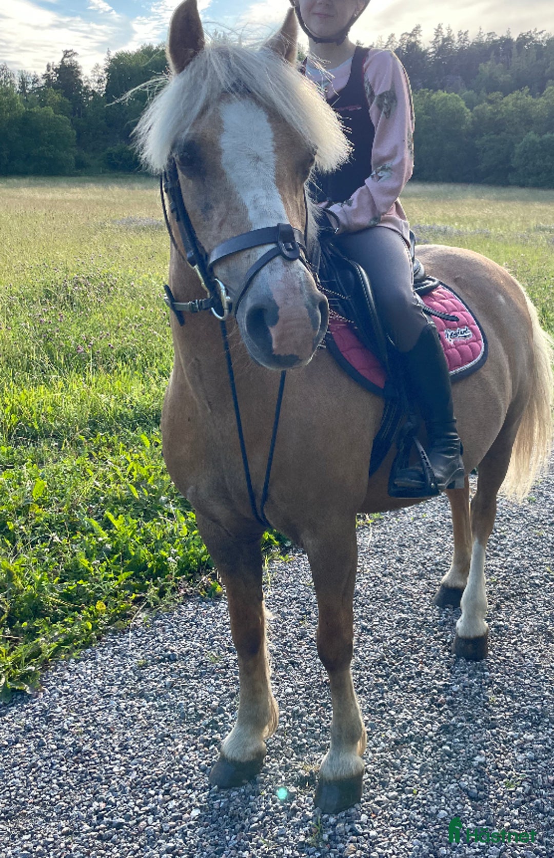 Träns hästutrustning till salu: Brunt dyon träns! i Täby - Annons 3