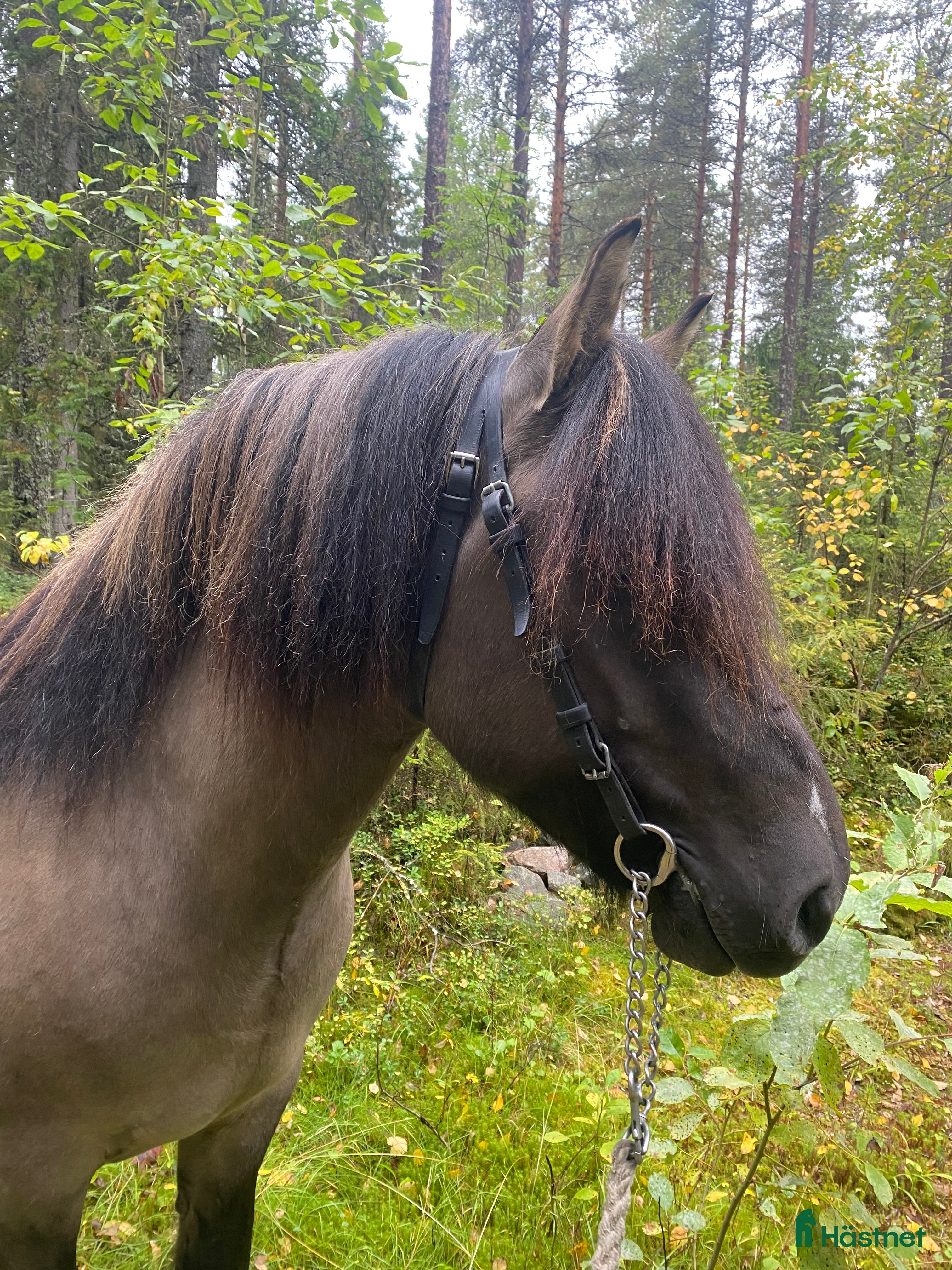  hästar Nordsvensk valack  i Påläng - Annons 12