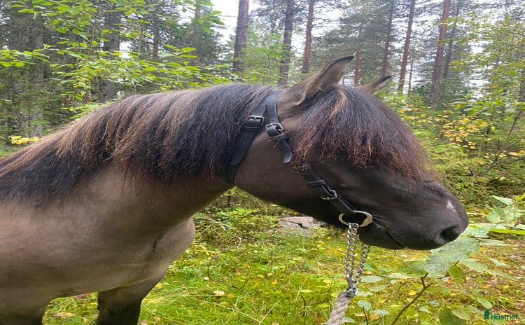  hästar Nordsvensk valack  i Påläng - Annons 9