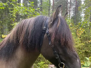 hästar Nordsvensk valack i Påläng - Annons 24