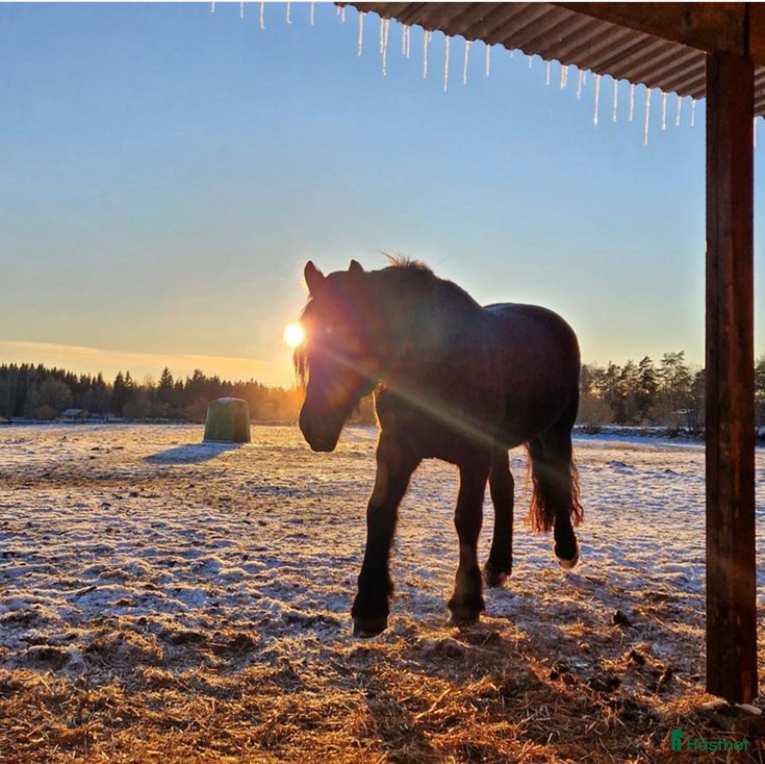  foderhäst finnes: Kallblod söker fodervärd i Göteborg - Annons 9