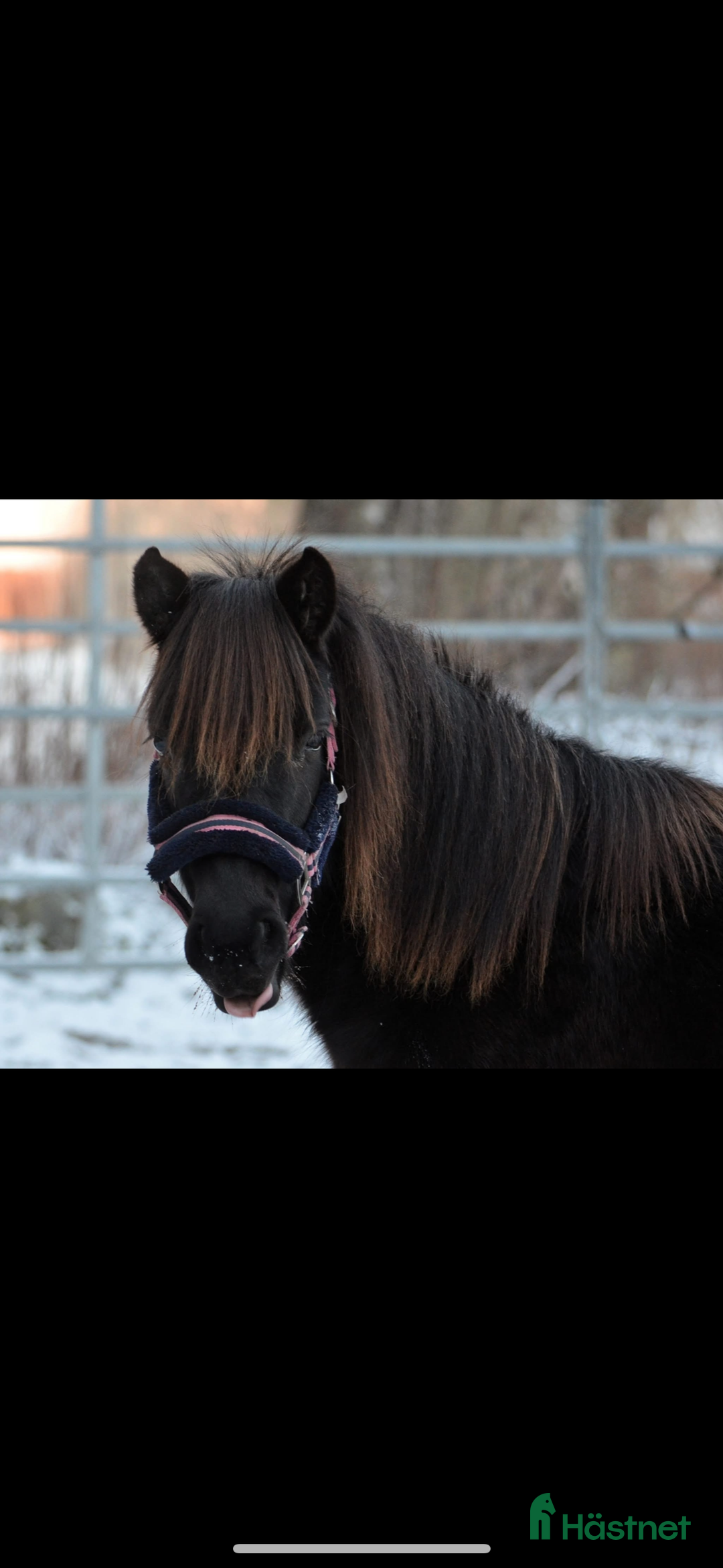 Allround hästar till salu: Mycket trevligt gotlandsruss sto säljes i Tierp - Annons 4