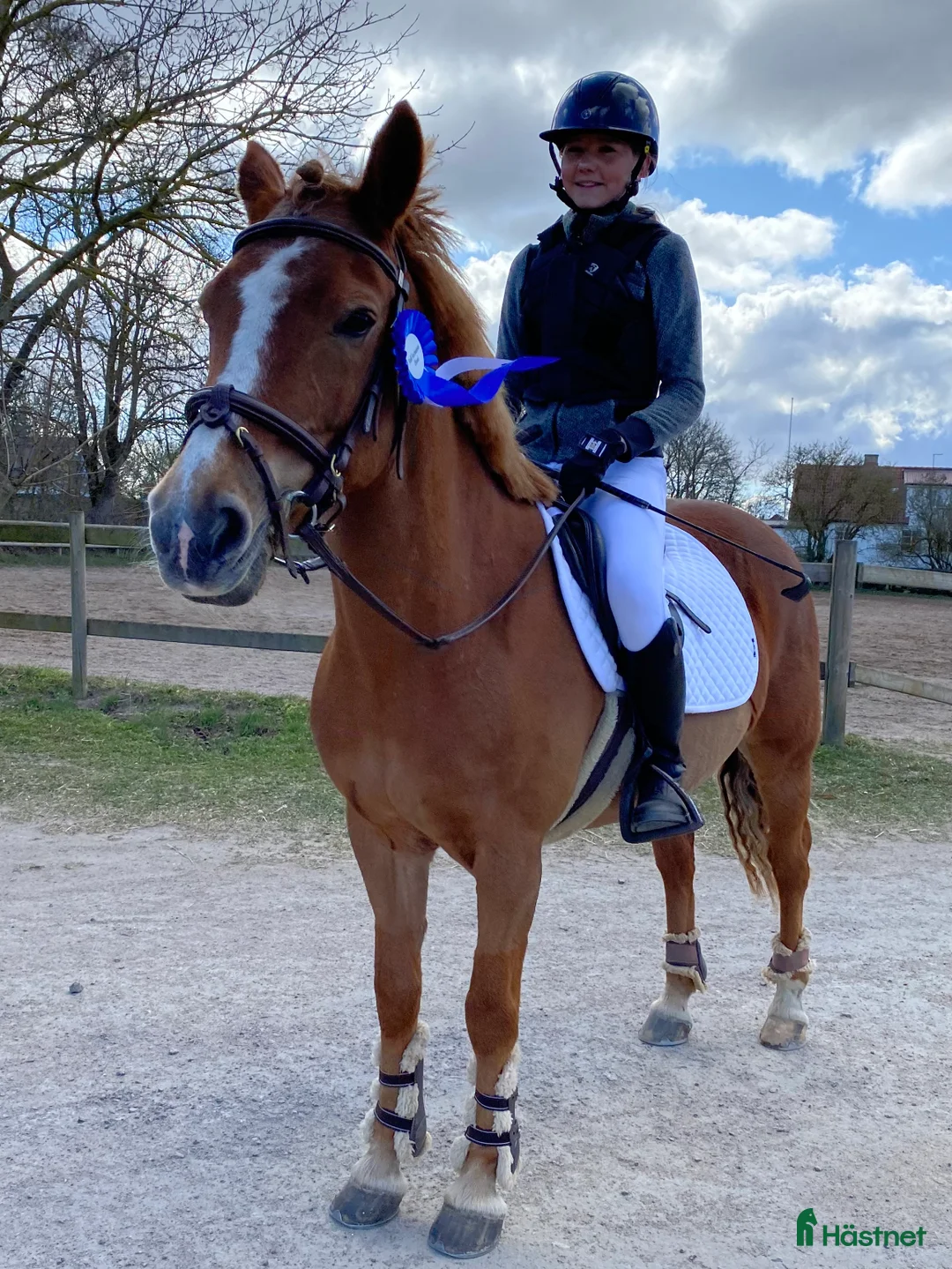 Allround hästar till salu: Äldre läromästare och bästa vän ❤️ - Annons 5