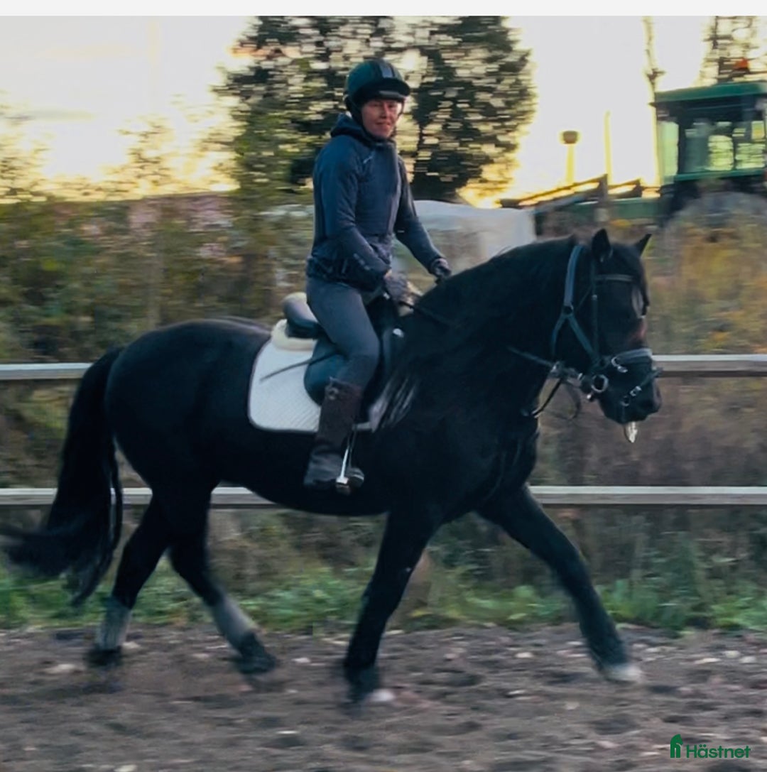Allround hästar till salu: Bildskön kallblodstravare med fina gångarter  i Västerås - Annons 1