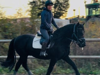 hästar Bildskön kallblodstravare med fina gångarter i Västerås - Annons 2