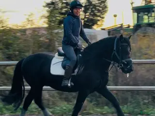 Allround hästar till salu: Bildskön kallblodstravare med fina gångarter i Västerås - Annons 1