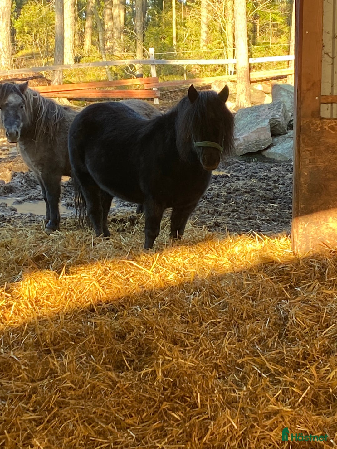 Allround hästar till salu: Maxat inkört shetlandssto i Karlstad - Annons 3