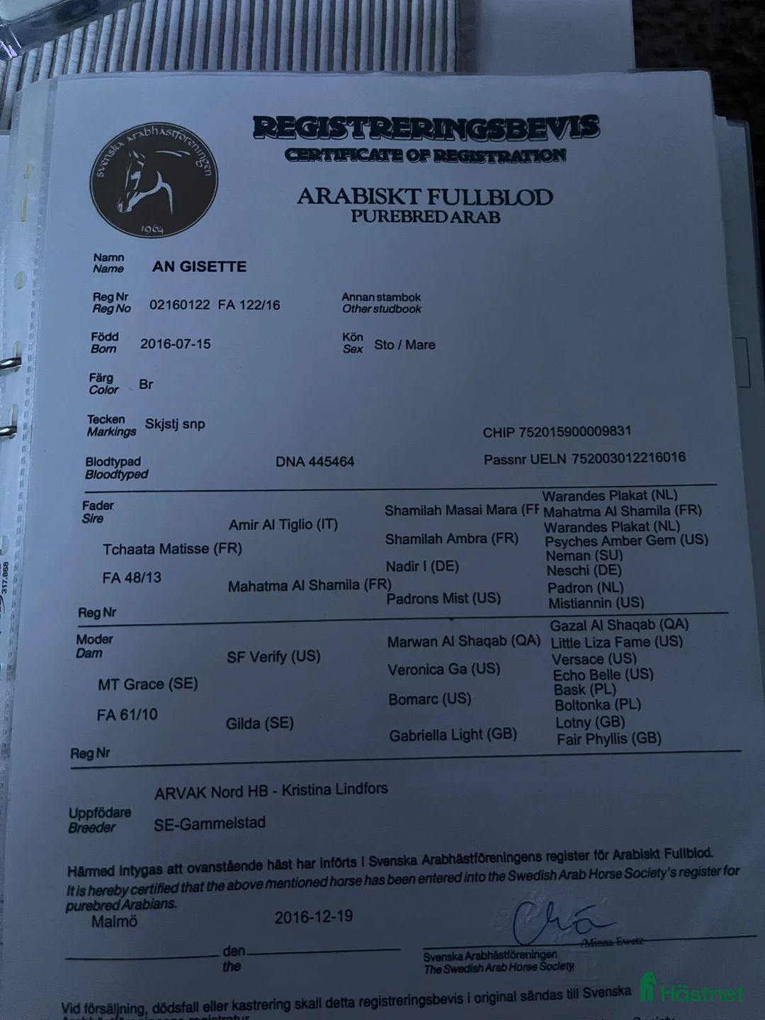 Avelshästar hästar till salu: Nyfiken arabtjej - Annons 6