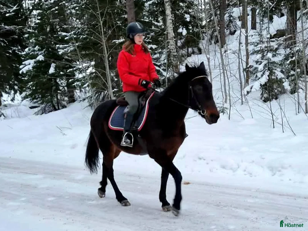 Allround hästar till salu: Sjysst boende sökes!  i Njurunda - Annons 3