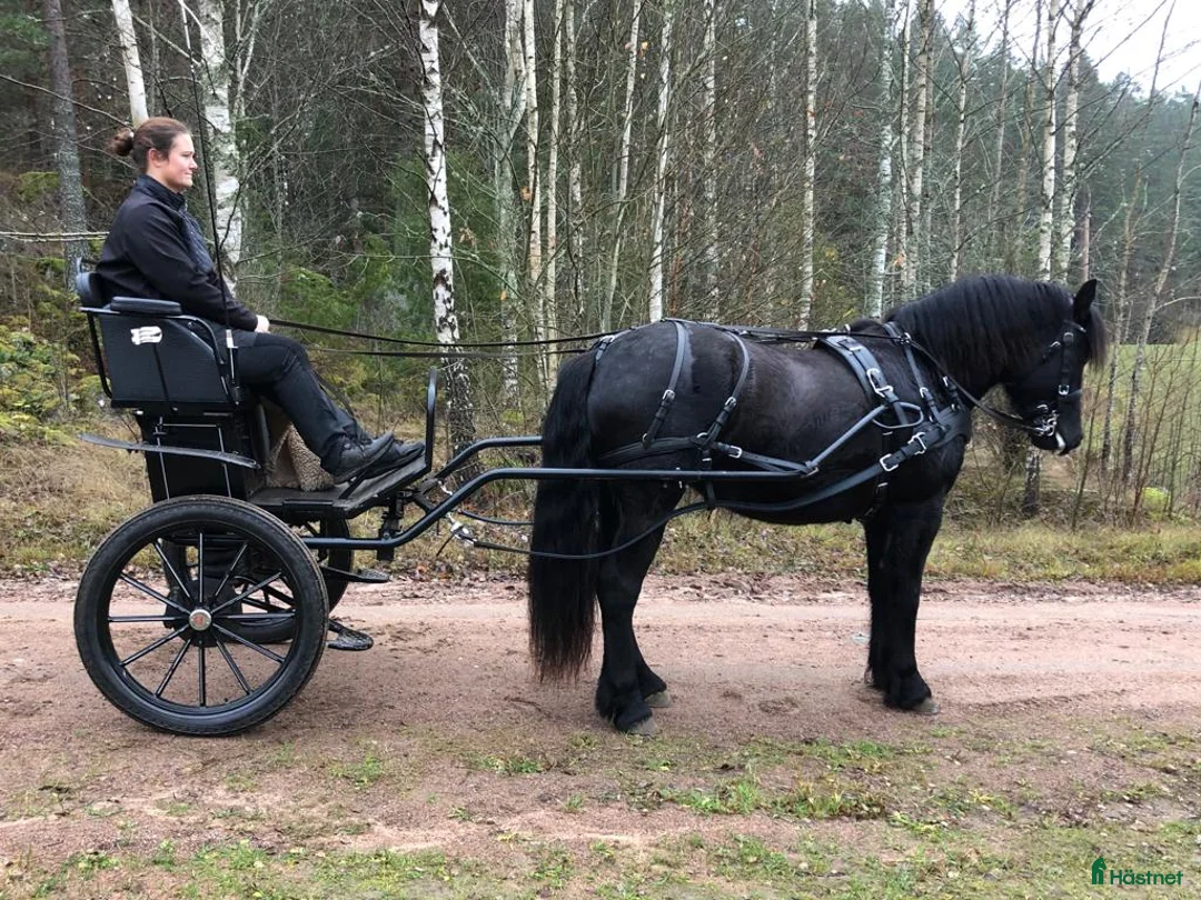 Körvagnar körning till salu: Wagonette  - Annons 7