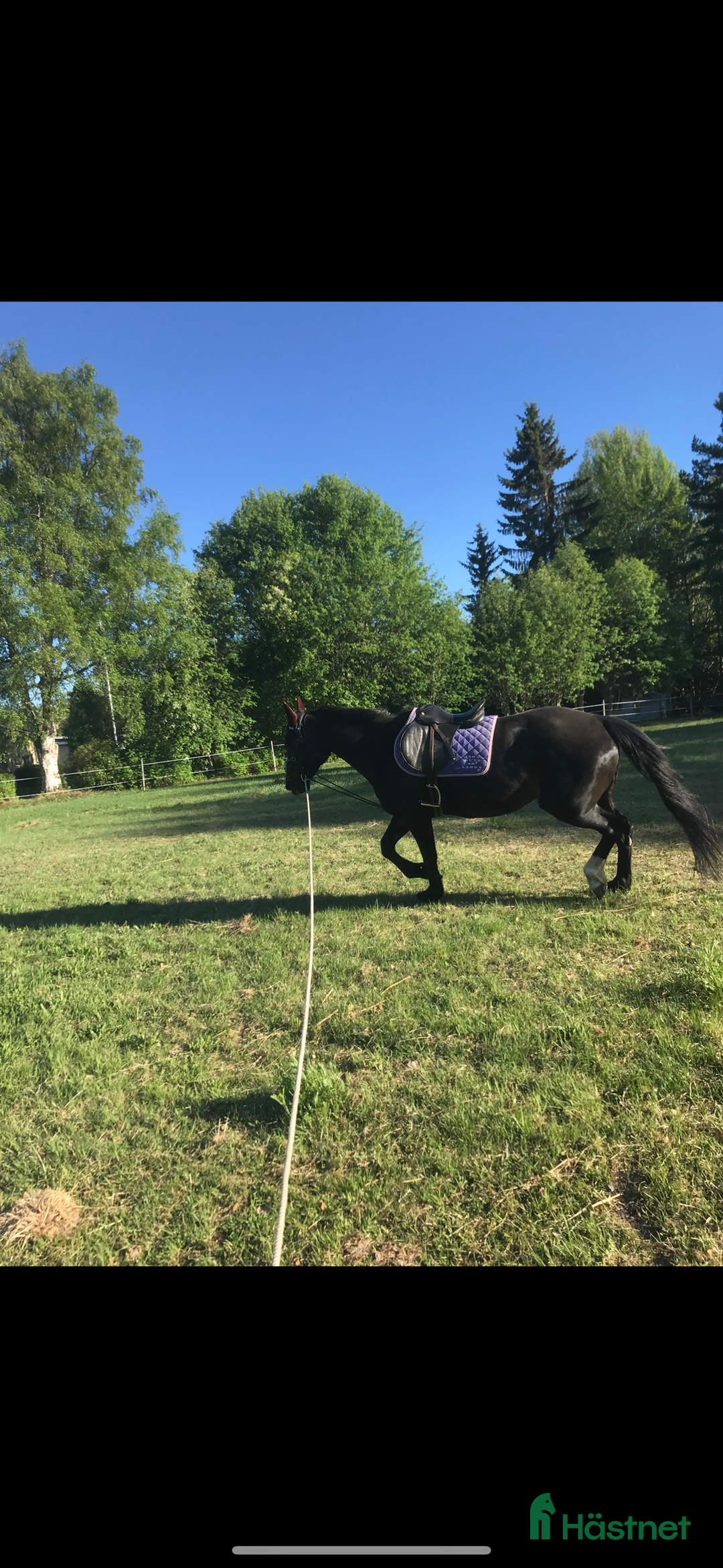 Sällskap hästar till salu: Sällskaps hästar säljes (mor och dotter) i Näsåker - Annons 5