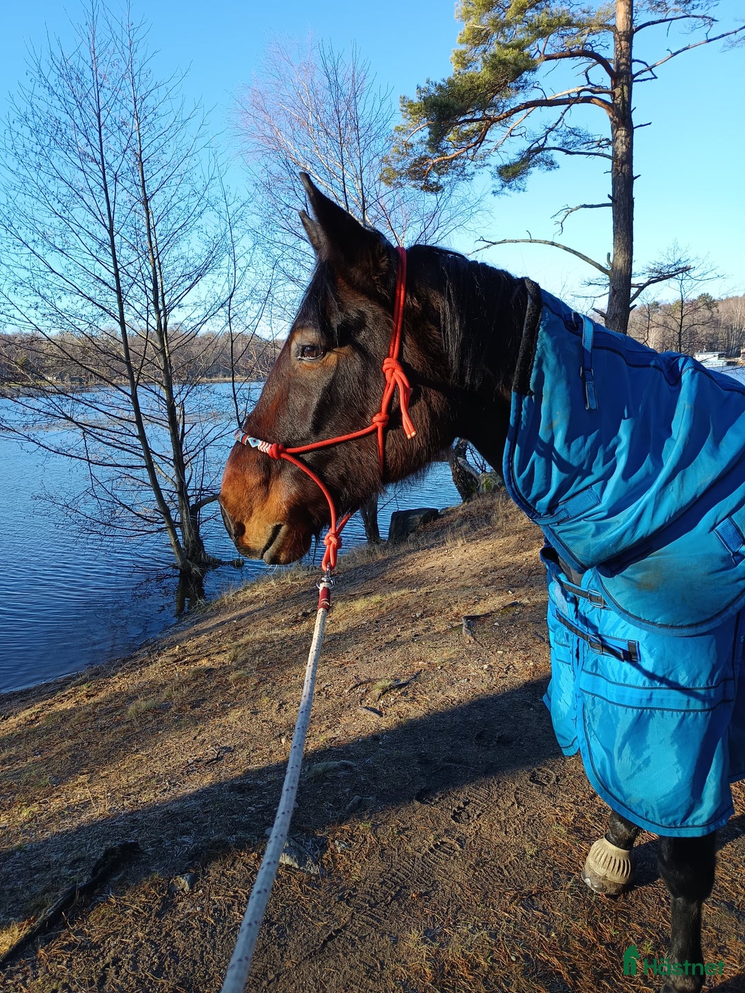  medryttarhäst finnes: Unghäst söker ryttare. i Mölnbo - Bild 4