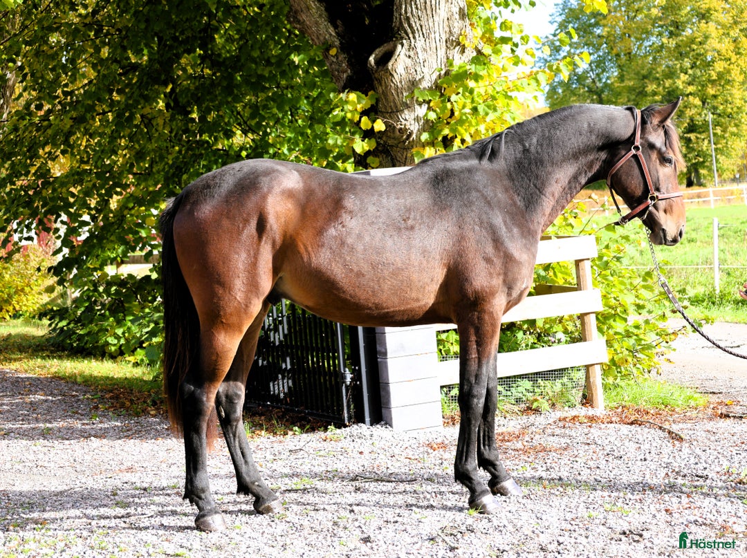 Hoppning hästar till salu: Lovande hopphäst med svårklassmöderne i Vintrosa - Annons 2