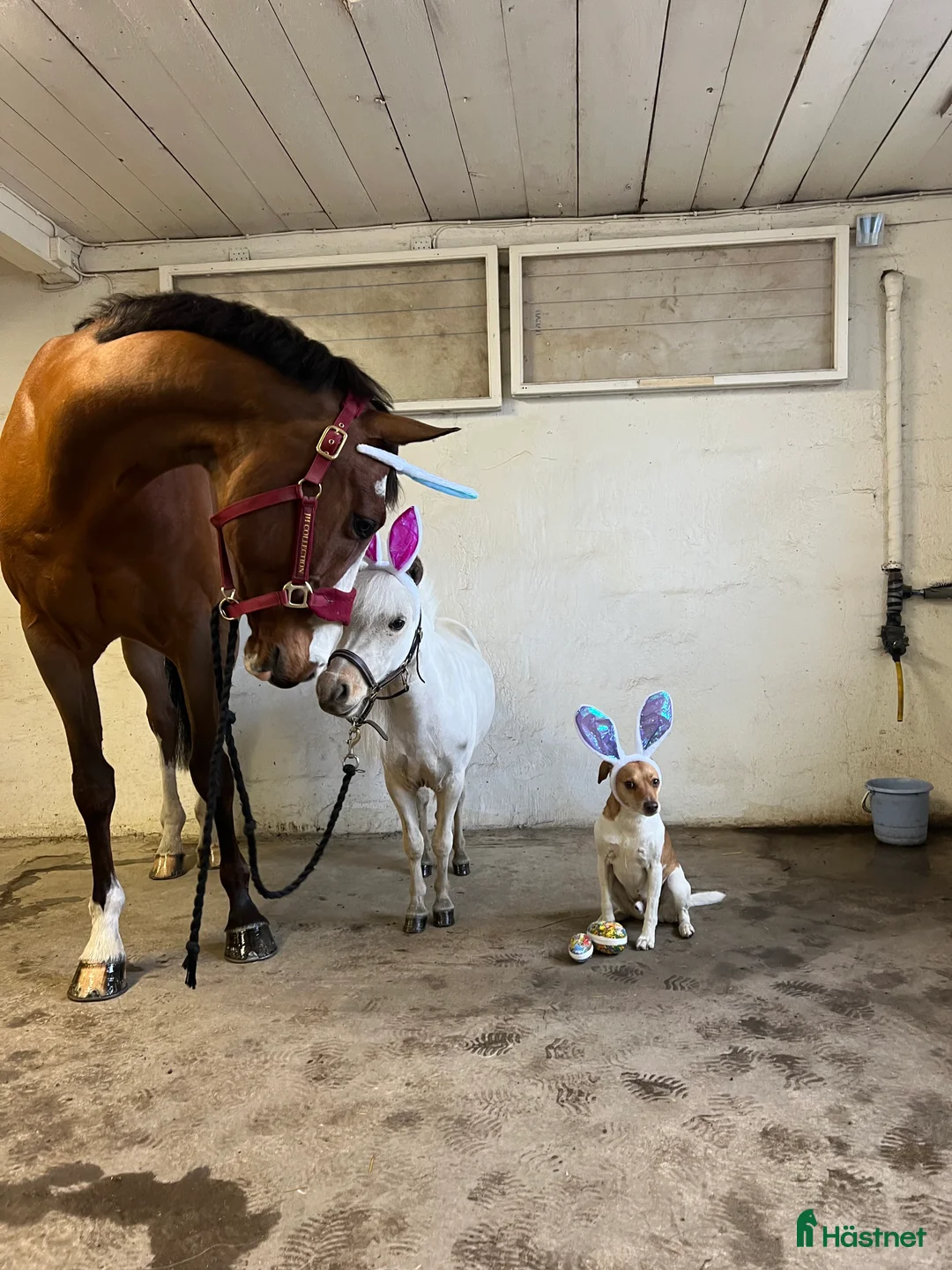 Övrigt hästar till salu: Socialt Shetlandssto söker nytt hem  i Grödinge - Annons 4