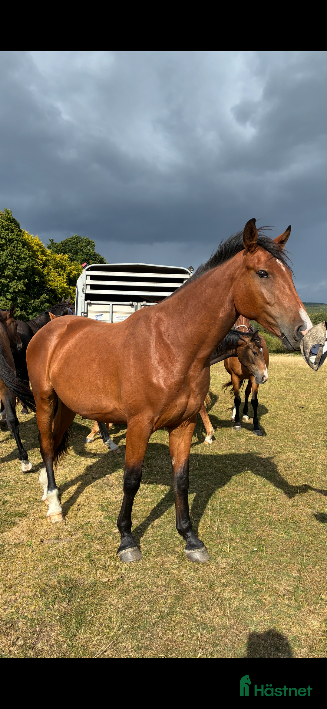 Hoppning hästar till salu: SWB 3åring  i Knislinge - Annons 1