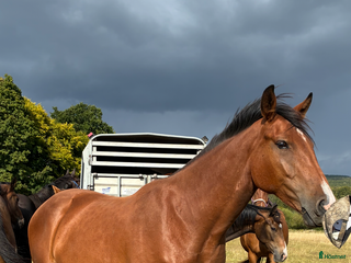 Hoppning hästar till salu: SWB 3åring i Knislinge - Annons 2