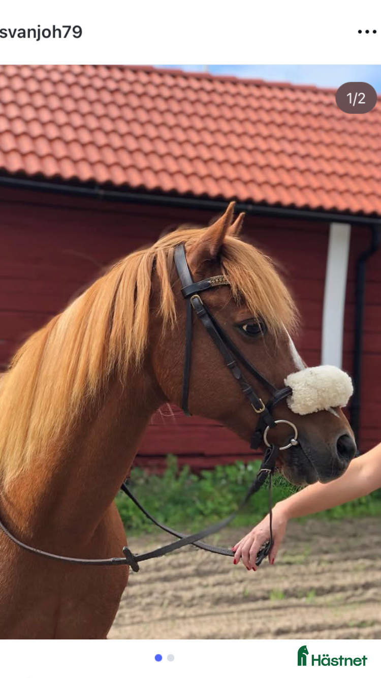  hästar Söker hem som sällskap, promenad eller tömkörning  i Linköping - Annons 9