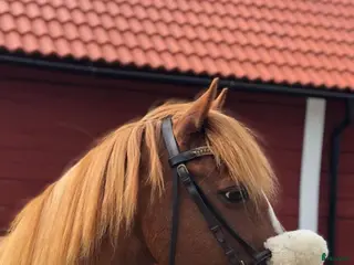 hästar Söker hem som sällskap, promenad eller tömkörning i Linköping - Annons 6