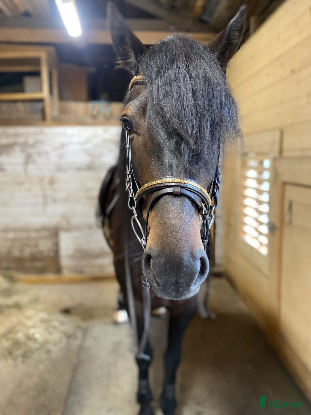 Allround hästar till salu: Sagohäst med potential i Lunde - Annons 1