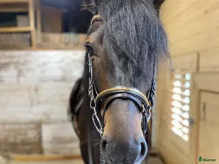 hästar Sagohäst med potential i Lunde - Annons 1