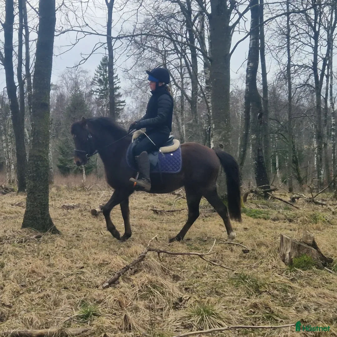 Dressyr hästar till salu: Ljuvligt sto  i Hjärnarp - Annons 5