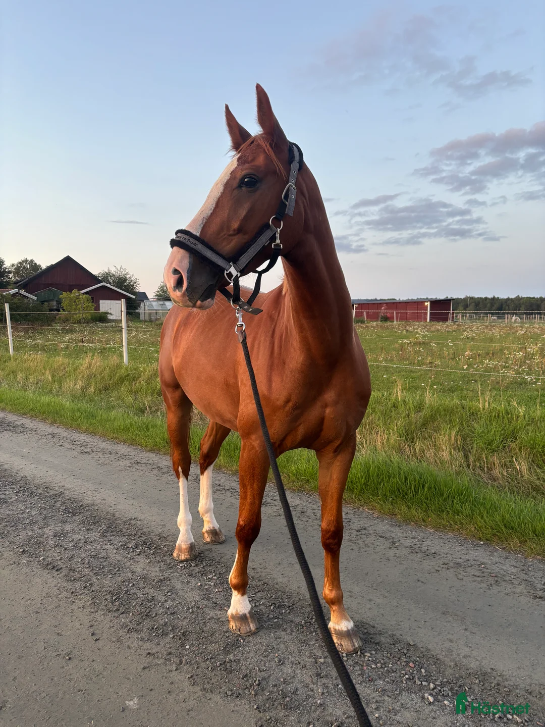 Hoppning hästar till salu: Fin valack med kapacitet  i Arlandastad - Annons 1
