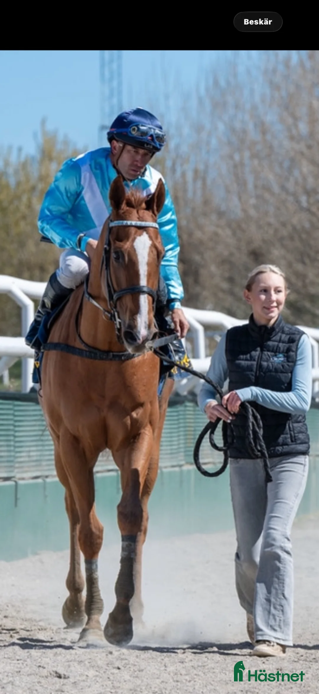 Allround hästar till salu: Never Behind - Annons 6