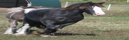 Allround hästar till salu: Irish Cob valack - Annons 5