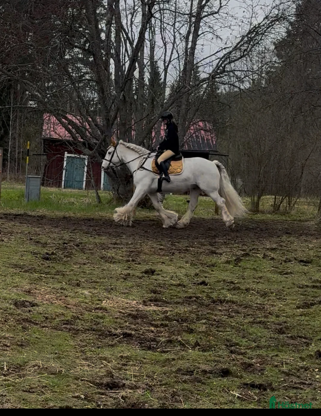 Allround hästar till salu: Vitt prins - Annons 10