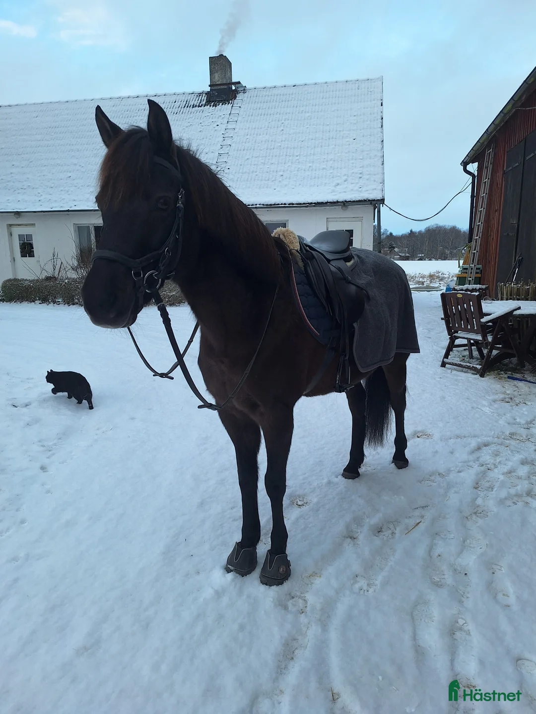 Allround hästar till salu: Drömponny - Annons 2