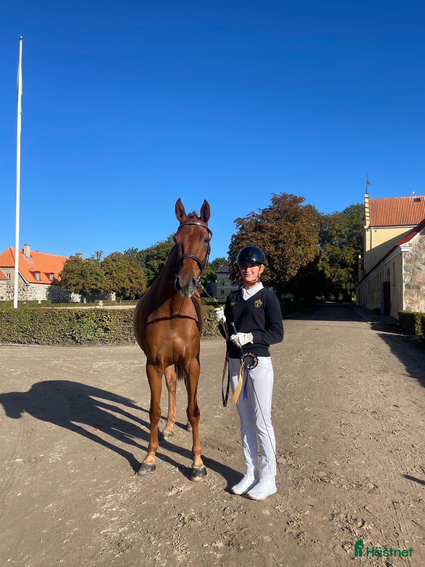  hästar 3-årssto SWB • Hoppdiplom 9–9 • 4:a Rikssto 2026 - Annons 2