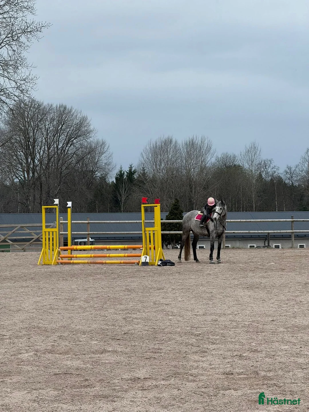 Hoppning hästar till salu: Kapabelt sto e Clinton II i Rottne - Annons 7