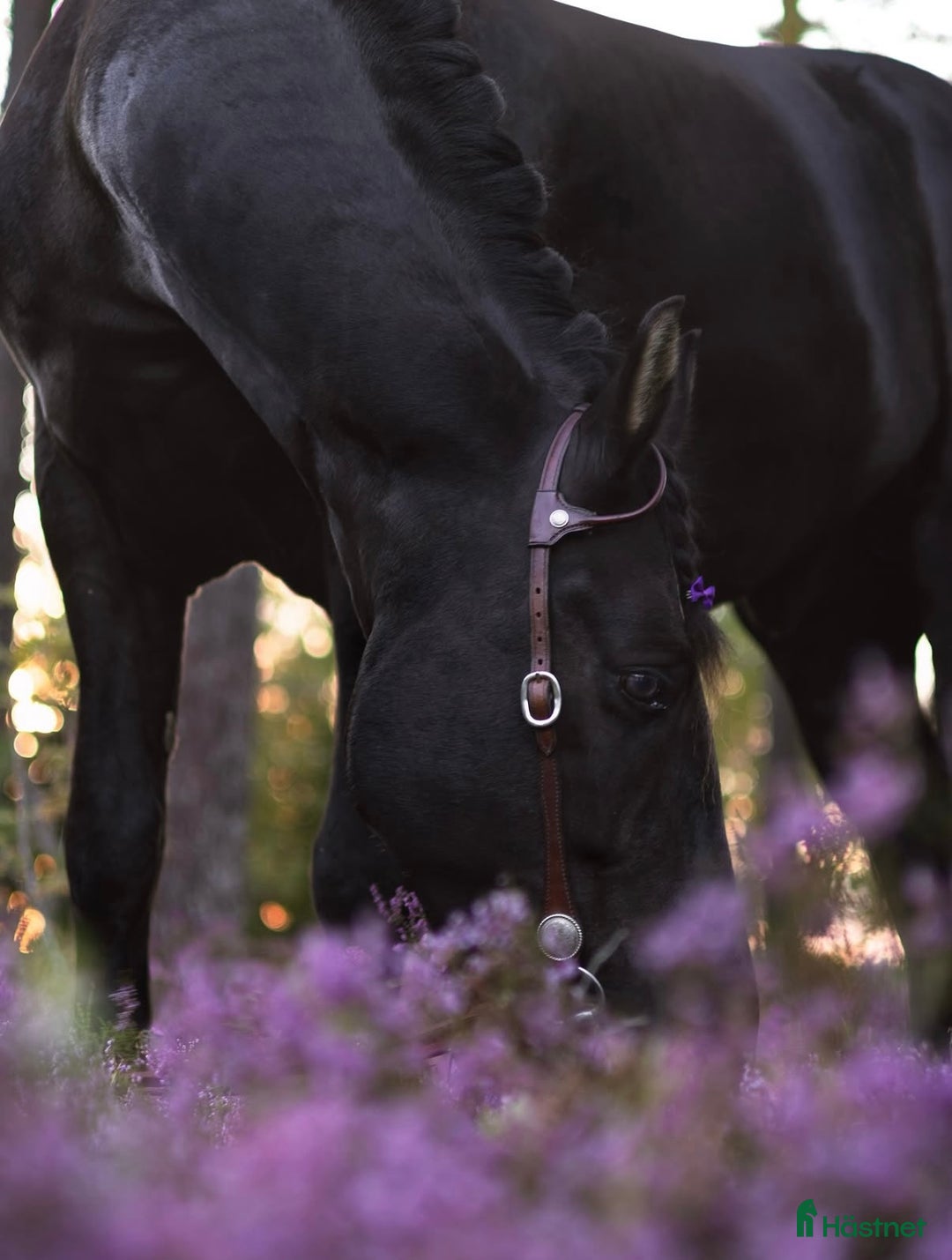 Allround hästar till salu: Trevlig frieser/hbl-valack i Vagnhärad - Annons 1
