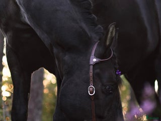 hästar Trevlig frieser/hbl-valack i Vagnhärad - Annons 7