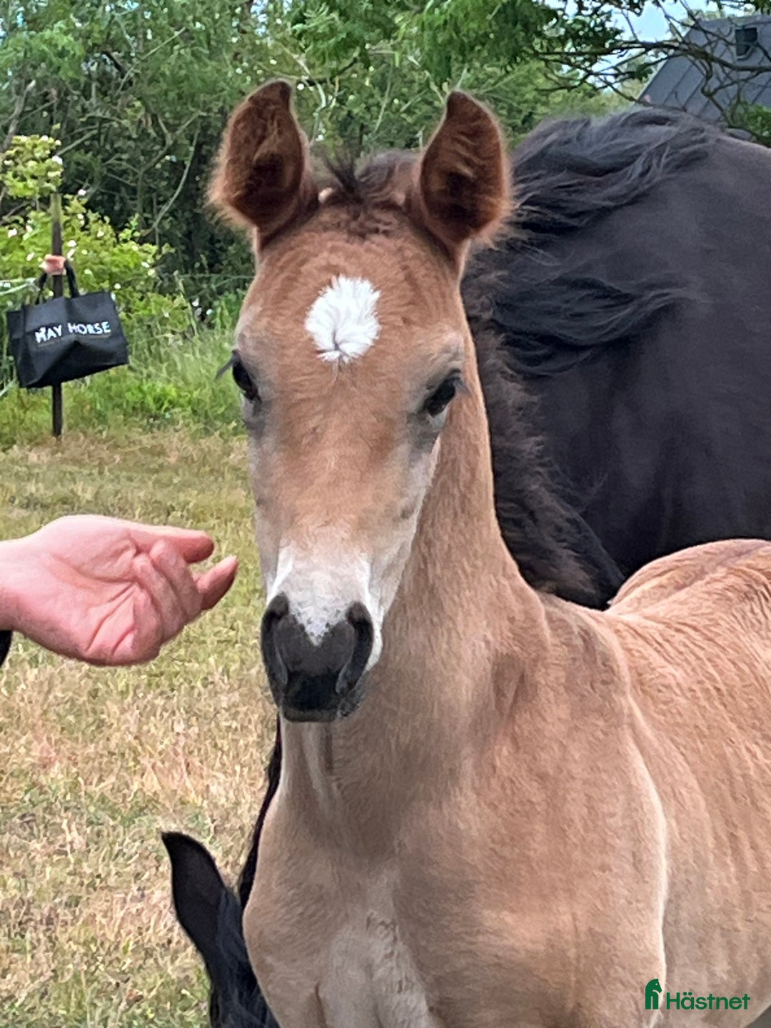 Allround hästar till salu: Fanzy i Simrishamn - Annons 8