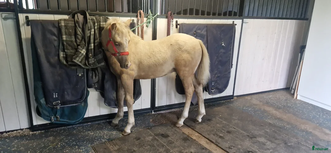 Allround hästar till salu: Rainbow in the Dark  i Bollstabruk - Annons 4