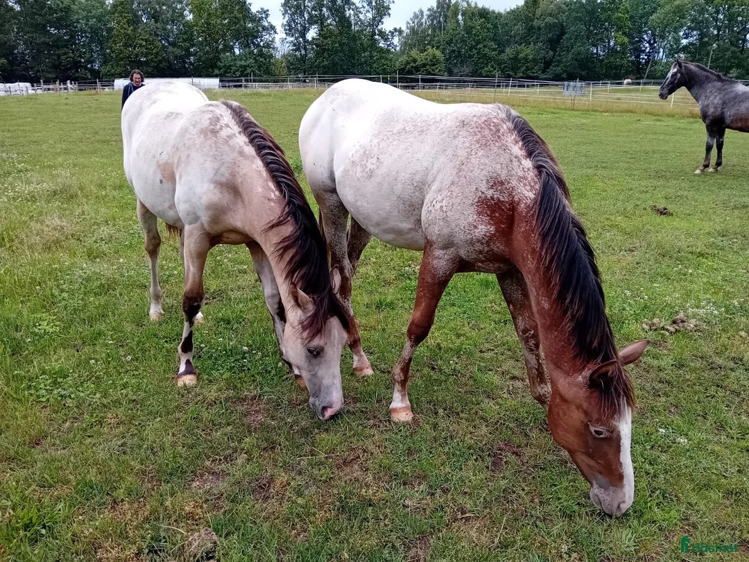 Western hästar till salu: Appaloosa Colt i Sösdala - Bild 10