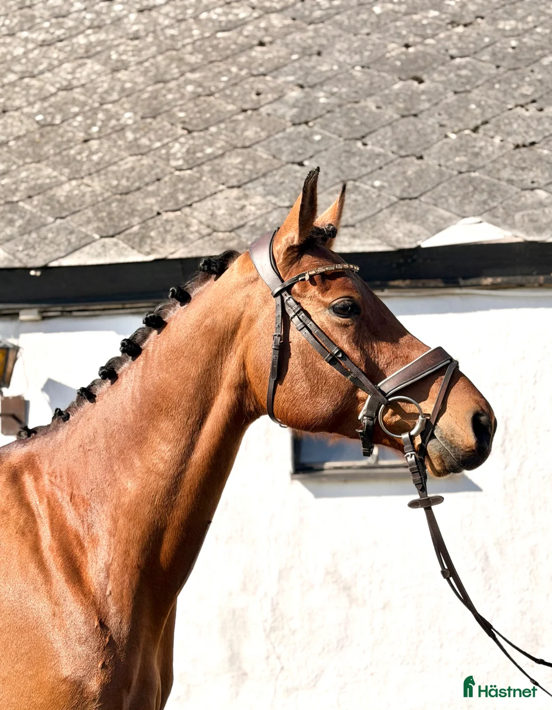 Allround hästar till salu: ⭐️TALANGFULLT STO MED MYCKET FIN PERSONLIGHET⭐️ - Annons 2