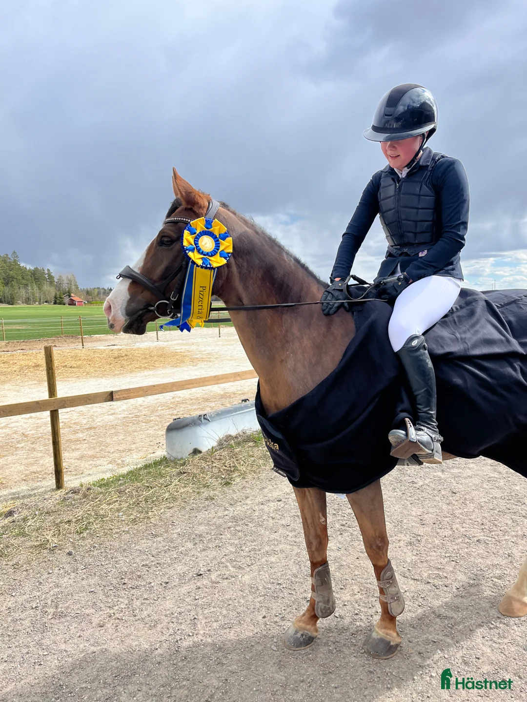 Hoppning hästar till salu: Välutbildad maxad C-Ponny  - Annons 2