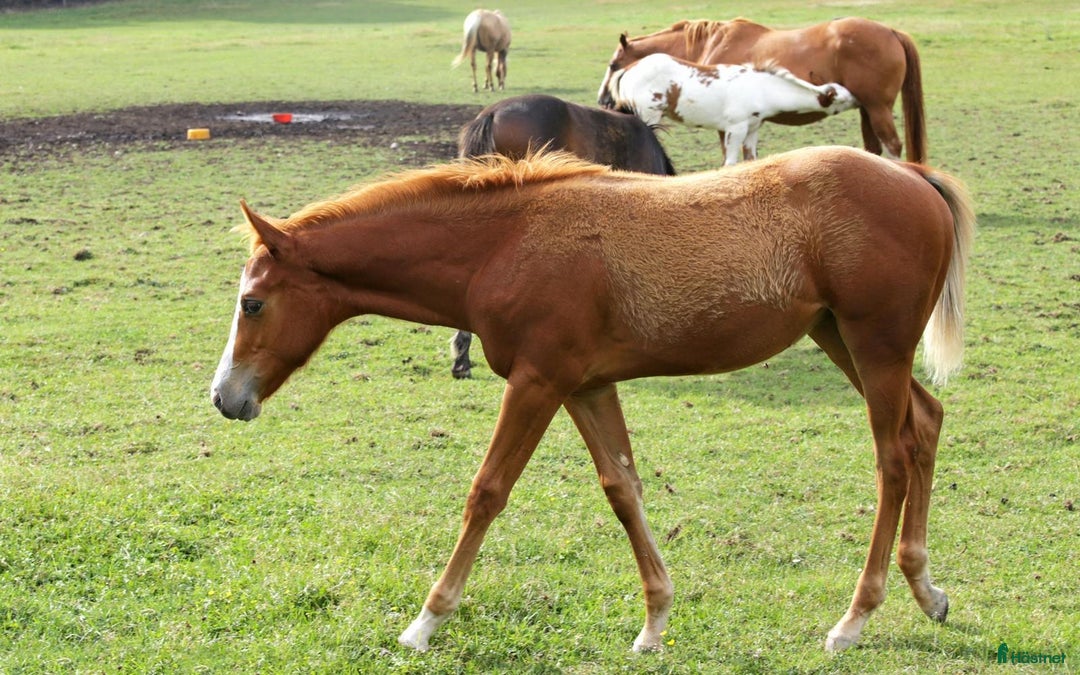 Western hästar till salu: Höstrea på Kungsvikstorp i Åtvidaberg - Annons 7