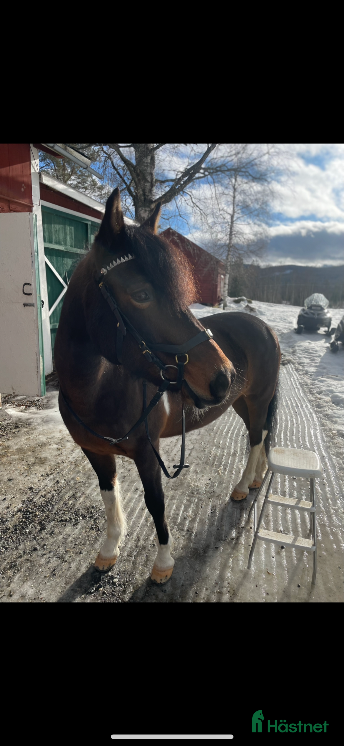  hästar En bästa vän ❤️ i Ånge - Annons 19