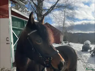 hästar En bästa vän ❤️ i Ånge - Annons 2