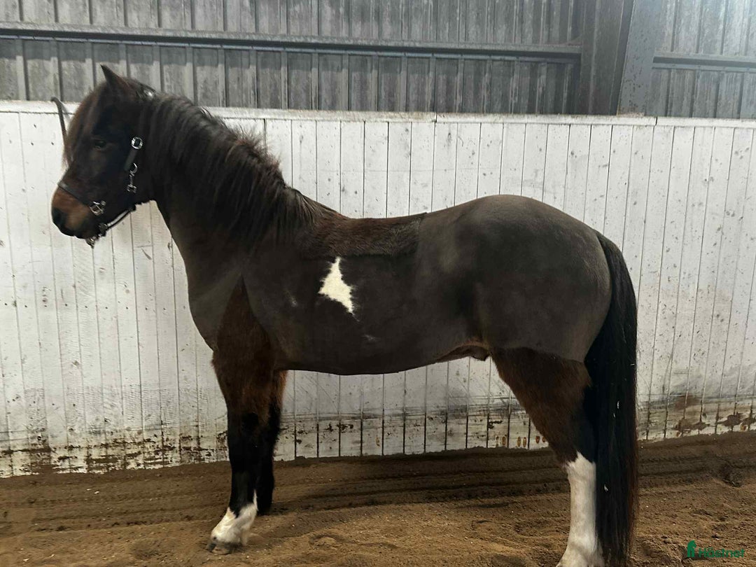 Island hästar till salu: Blivande stjärna! i Kalmar - Annons 2