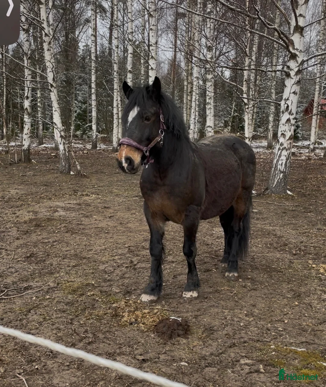 Allround hästar till salu: Snäll mindre D-ponny i Bettna - Annons 2