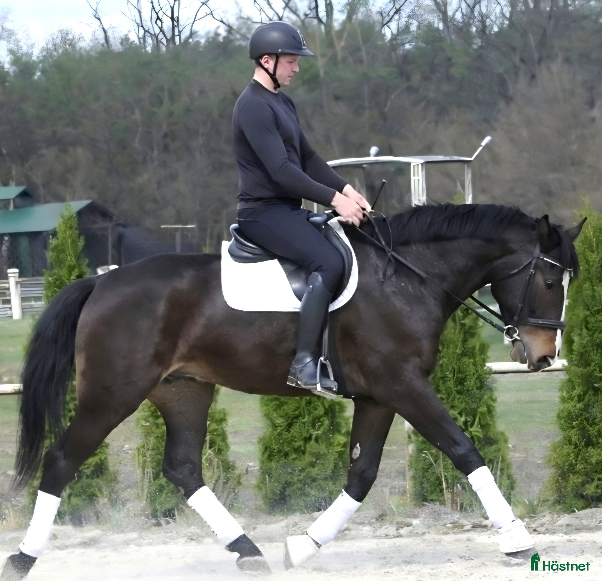  hästar Stunning Premium Allrounder - Annons 2