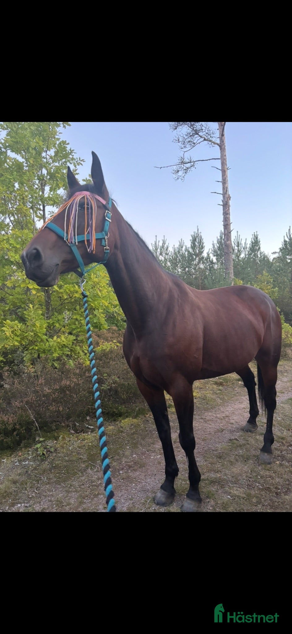  hästar Underbar varmblodig ridtravare - Annons 2